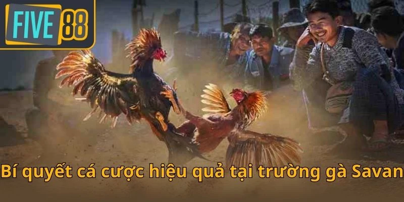 bi-quyet-ca-cuoc-hieu-qua-tai-truong-ga-savan