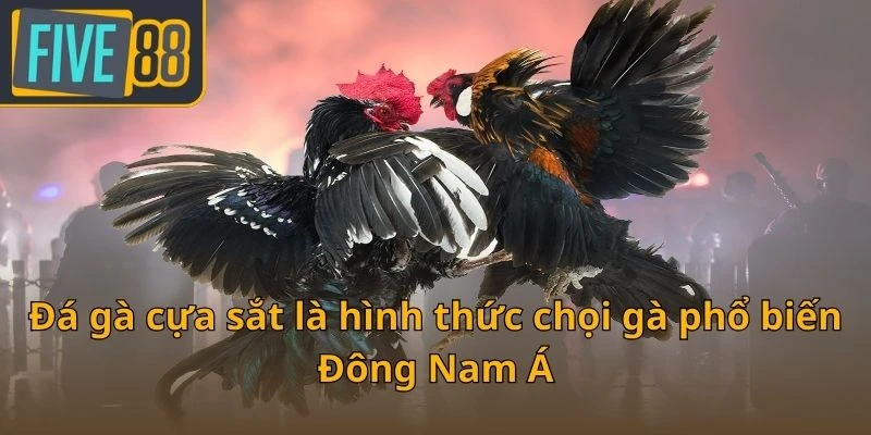 da-ga-cua-sat-la-hinh-thuc-choi-ga-pho-bien-dong-nam-a