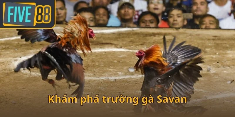 kham-pha-truong-ga-savan