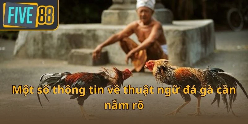 mot-so-thong-tin-ve-thuat-ngu-da-ga-can-nam-ro