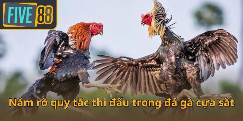 nam-ro-quy-tac-thi-dau-trong-da-ga-cua-sat