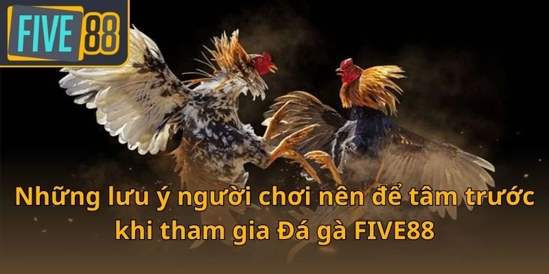 nhung-luu-y-nguoi-choi-nen-de-tam-truoc-khi-tham-gia-da-ga-five88
