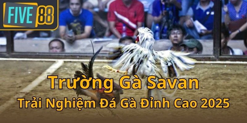 truong-ga-savan-trai-nghiem-da-ga-dinh-cao-2025