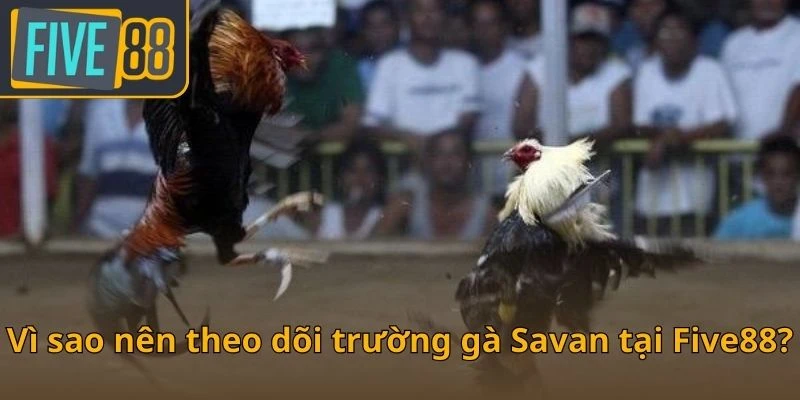 vi-sao-nen-theo-doi-truong-ga-savan-tai-five88