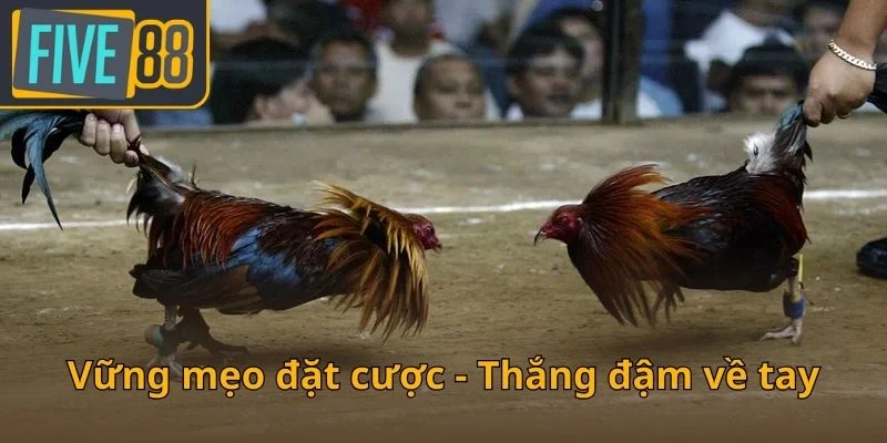 vung-meo-dat-cuoc-thang-dam-ve-tay